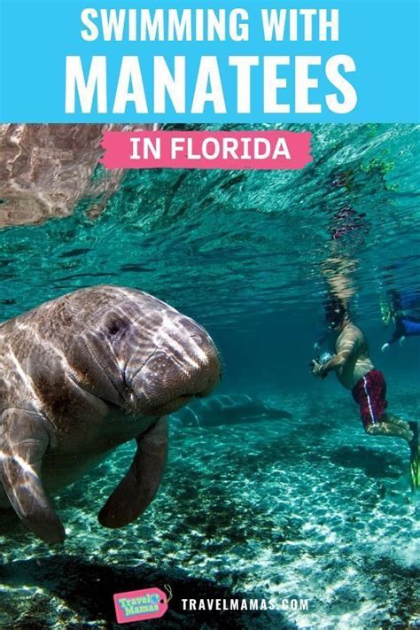 swim with manatees daytona beach